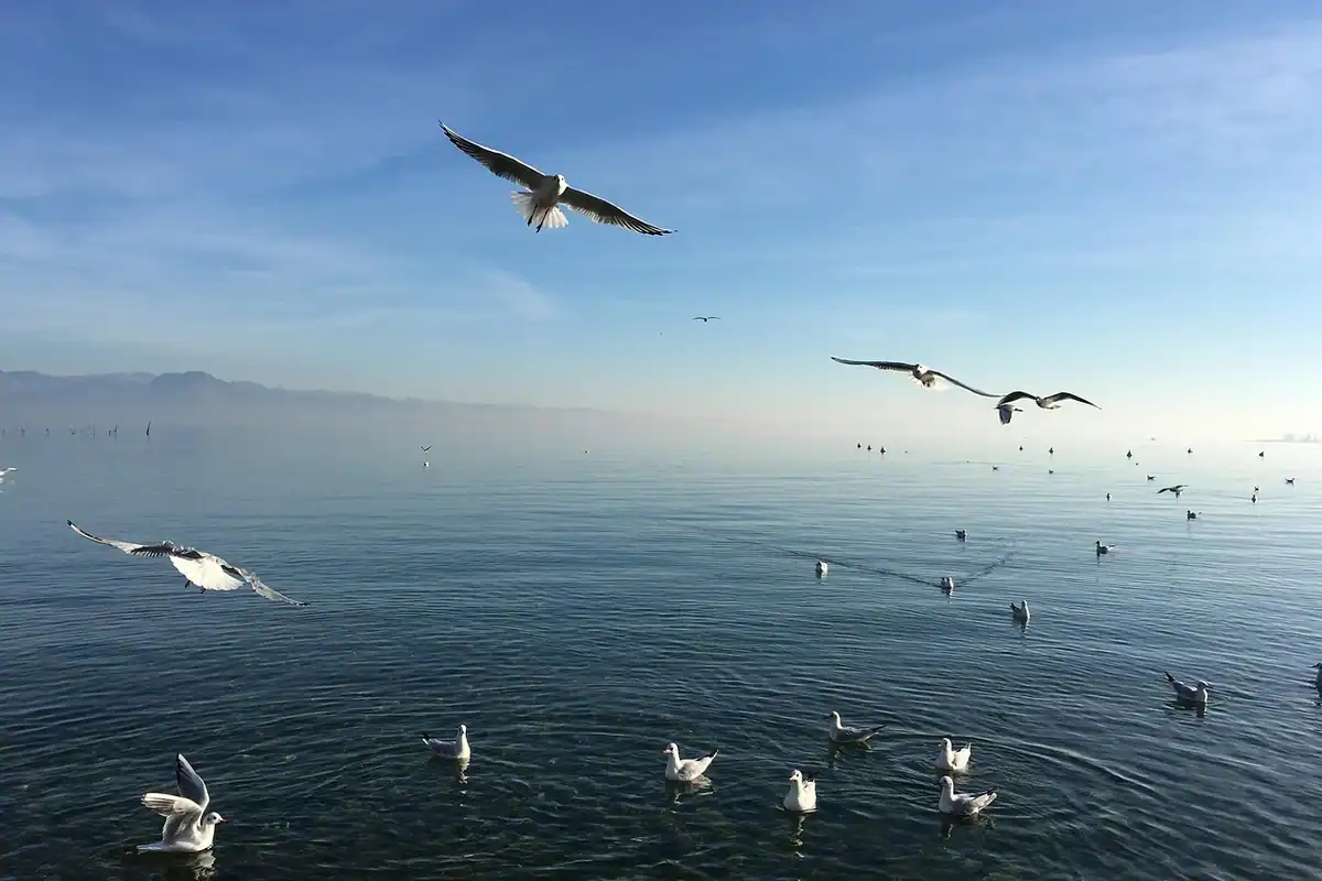 Lac liniștit în dimineața calmă, cu apa netedă, loc potrivit pentru înot în ape deschise